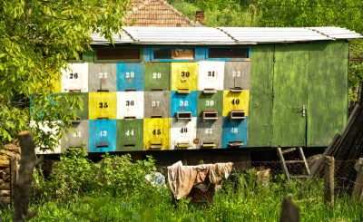 Bee hives