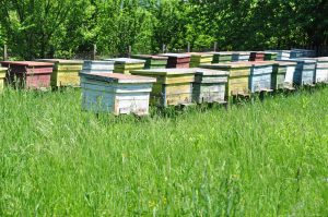 Garten Bienenbeuten Bienenbeuten im Garten