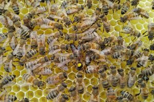 Bienen_Wabe_LF
