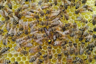 Bienen_Wabe_LF