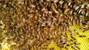 Bienen auf Wabe