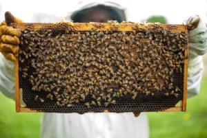 Bienen-Wabe Wabe